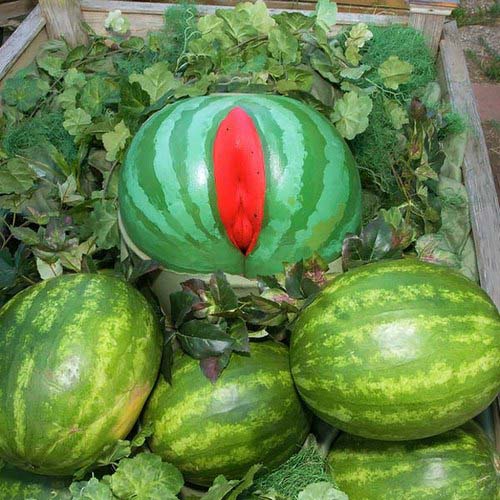 Большая сочная спелая попа как арбуз